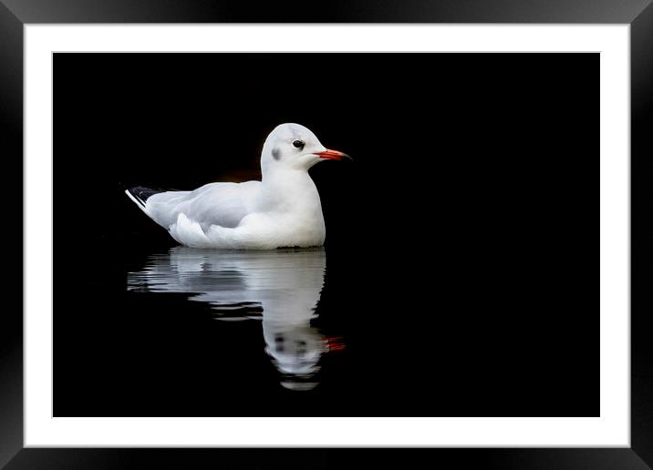 European Herring gull reflection Framed Mounted Print by Jonathan Thirkell
