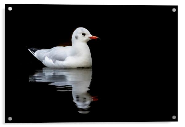 European Herring gull reflection Acrylic by Jonathan Thirkell
