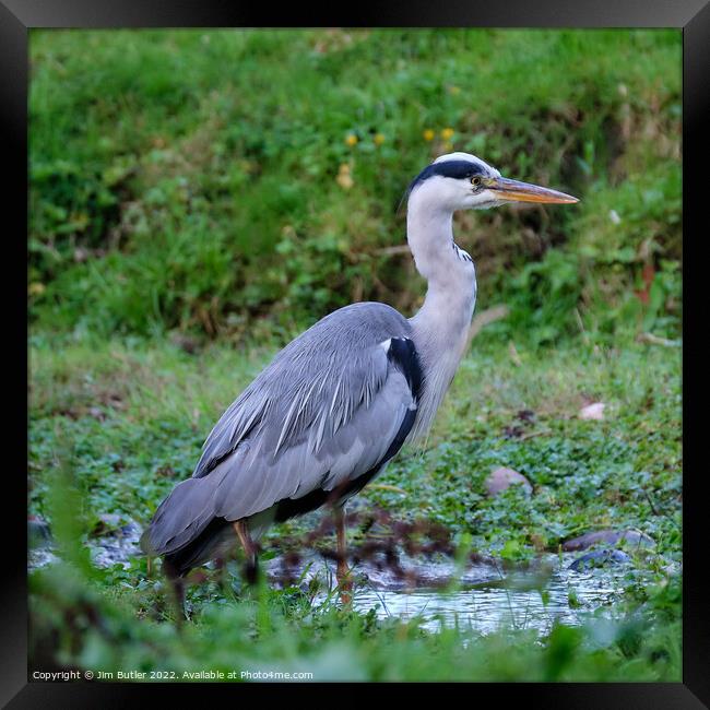 Heron hunting Framed Print by Jim Butler