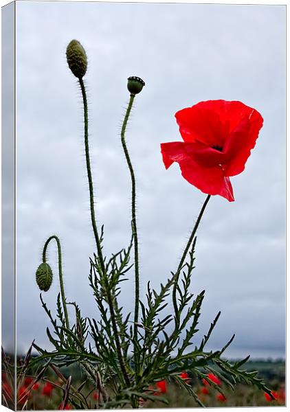 Life of the Poppy Canvas Print by Alice Gosling
