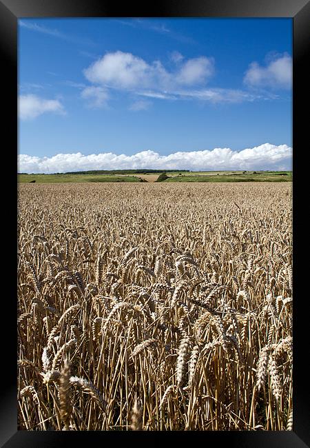 Corn Field in Dorset Framed Print by Alice Gosling