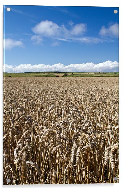 Corn Field in Dorset Acrylic by Alice Gosling