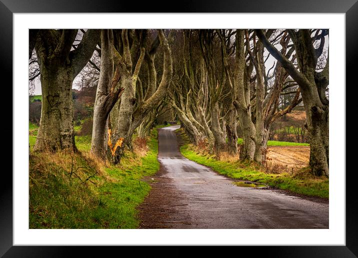 The Dark Hedges County Antrim Northern Ireland Framed Mounted Print by Chris Curry