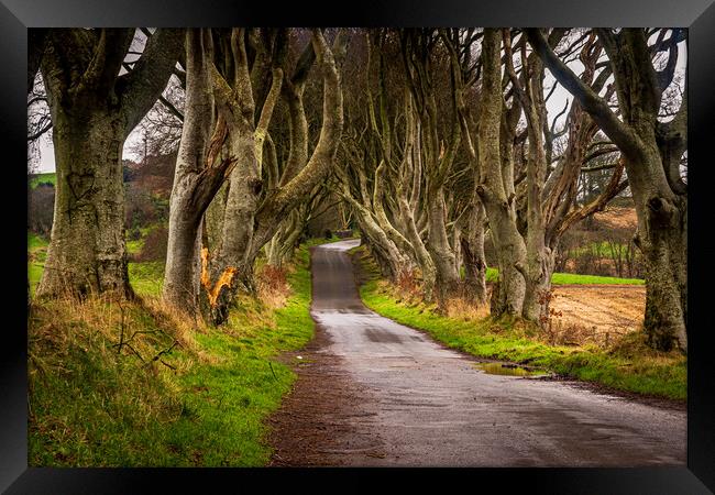 The Dark Hedges County Antrim Northern Ireland Framed Print by Chris Curry