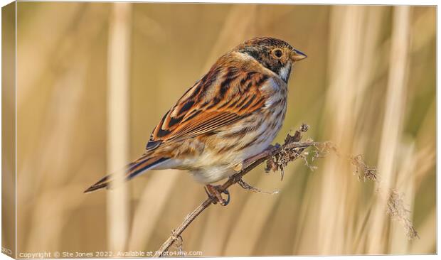 Reed Bunting Amongst  Reeds Canvas Print by Ste Jones