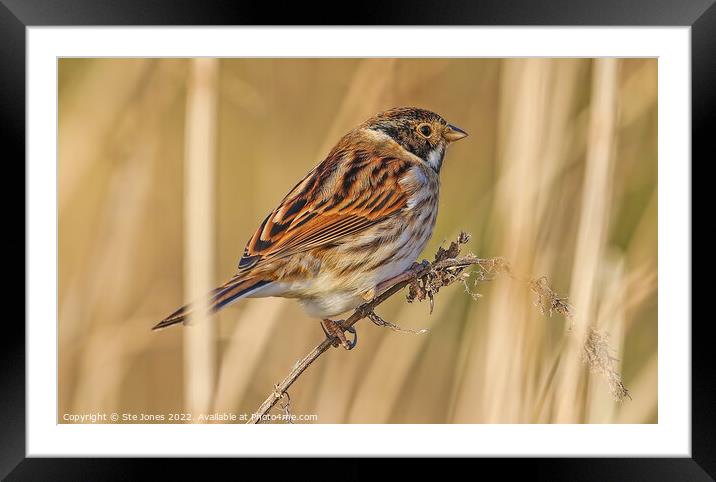 Reed Bunting Amongst  Reeds Framed Mounted Print by Ste Jones