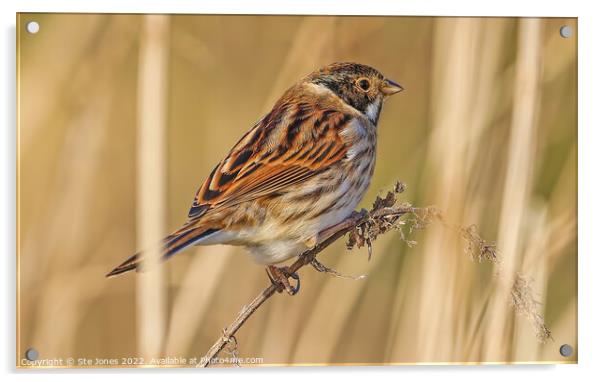 Reed Bunting Amongst  Reeds Acrylic by Ste Jones