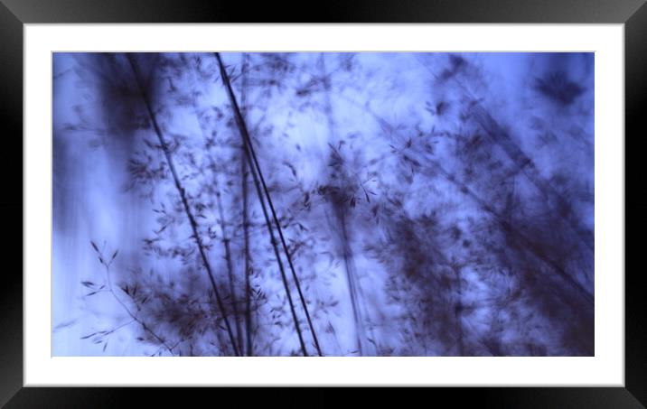 Meadow in dark blue night  Framed Mounted Print by Roman Zajíc