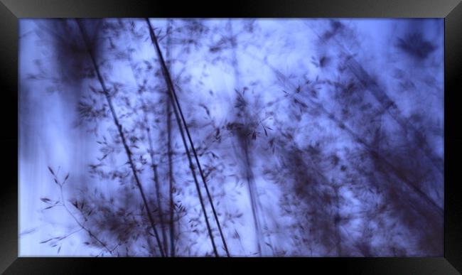Meadow in dark blue night  Framed Print by Roman Zajíc