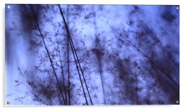 Meadow in dark blue night  Acrylic by Roman Zajíc