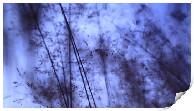 Meadow in dark blue night  Print by Roman Zajíc