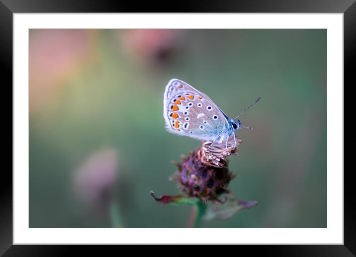 Common Blue Butterfly Framed Mounted Print by Mark Jones
