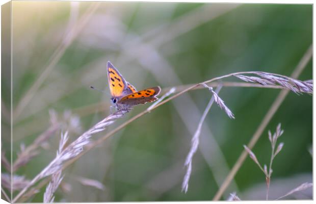 Small Copper Butterfly Canvas Print by Mark Jones
