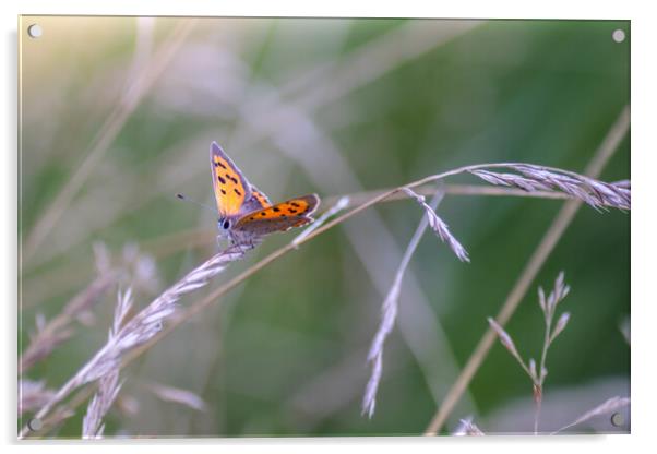 Small Copper Butterfly Acrylic by Mark Jones