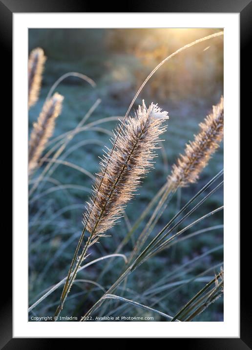 Abstract Frosty Grass Flowers at Dawn Framed Mounted Print by Imladris 
