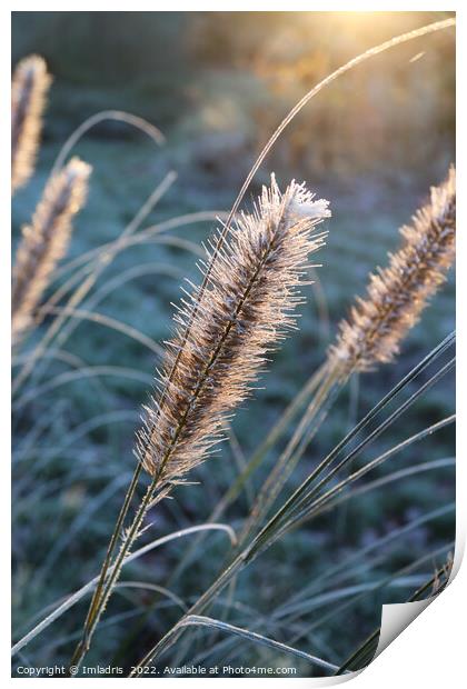 Abstract Frosty Grass Flowers at Dawn Print by Imladris 