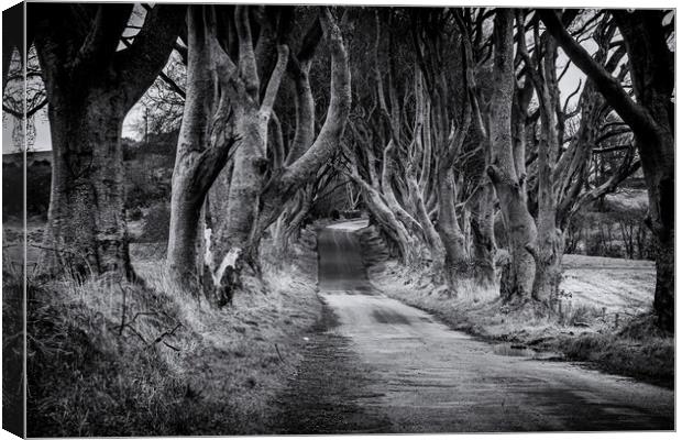 The Dark Hedges Black and White County Antrim Northern Ireland Canvas Print by Chris Curry
