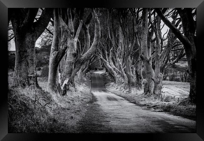 The Dark Hedges Black and White County Antrim Northern Ireland Framed Print by Chris Curry