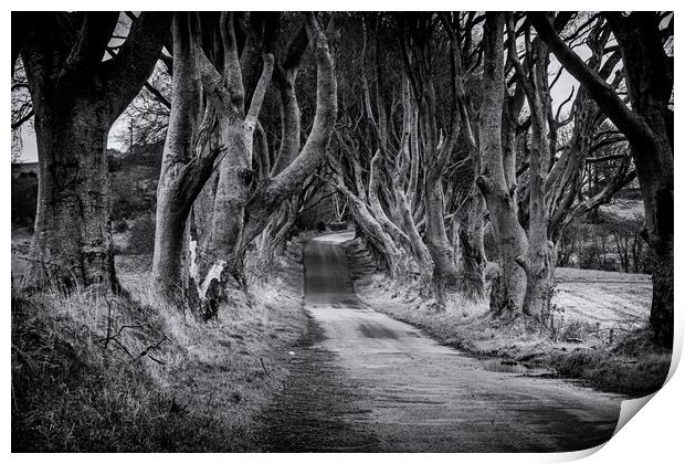 The Dark Hedges Black and White County Antrim Northern Ireland Print by Chris Curry