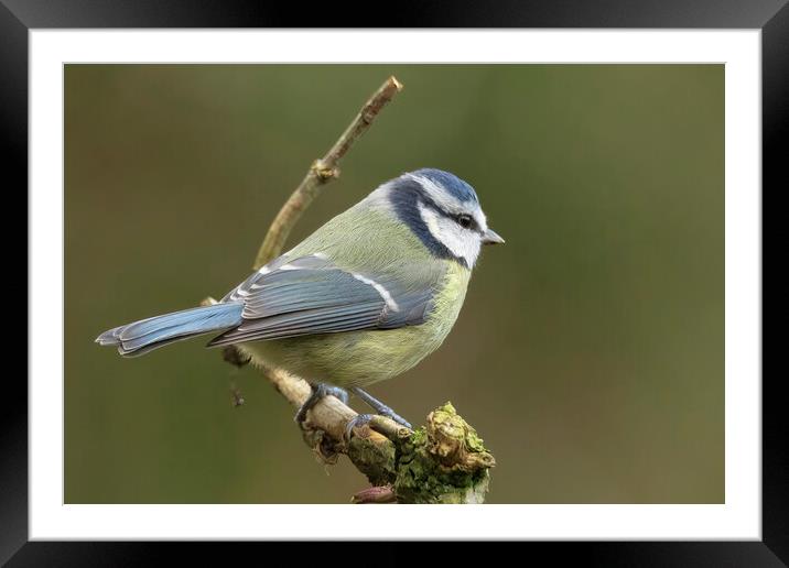 Blue Tit Bird Resting Framed Mounted Print by Jonathan Thirkell