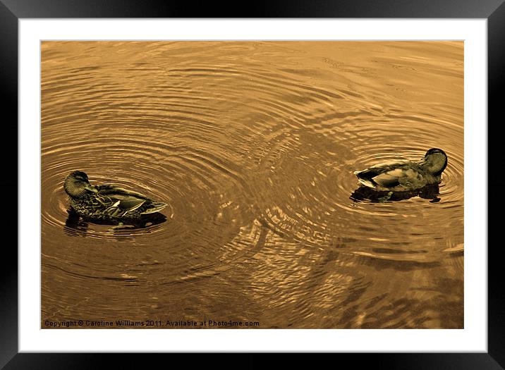 Love Ducks Framed Mounted Print by Caroline Williams