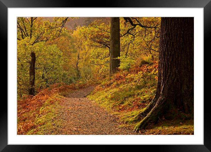 Autumn Woodland Walk at Ullswater Framed Mounted Print by Martyn Arnold