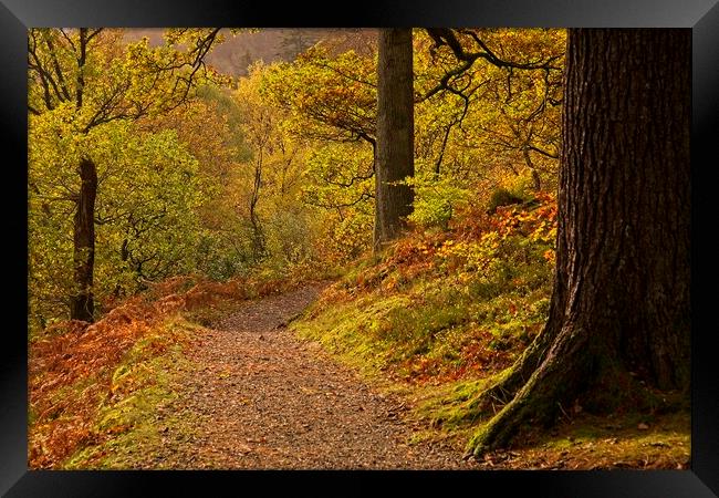 Autumn Woodland Walk at Ullswater Framed Print by Martyn Arnold