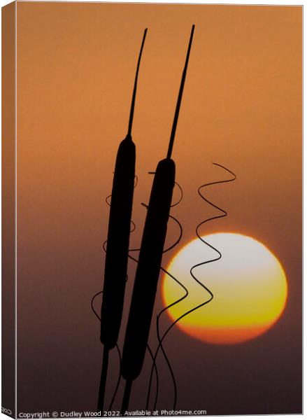 Enchanting Bulrush Sunset Canvas Print by Dudley Wood