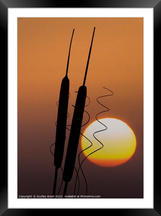 Enchanting Bulrush Sunset Framed Mounted Print by Dudley Wood