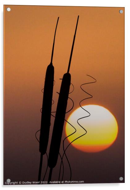 Enchanting Bulrush Sunset Acrylic by Dudley Wood