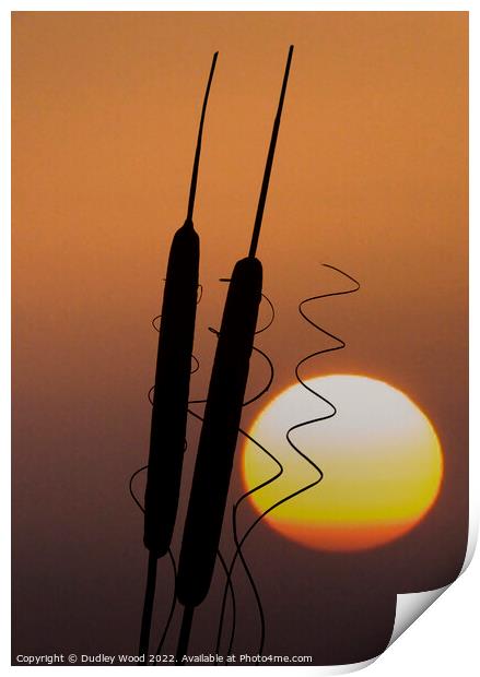Enchanting Bulrush Sunset Print by Dudley Wood