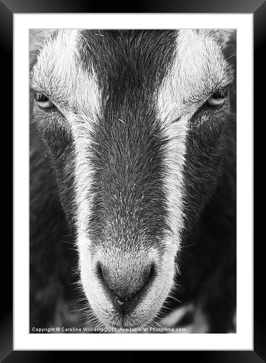 The City Goat Framed Mounted Print by Caroline Williams