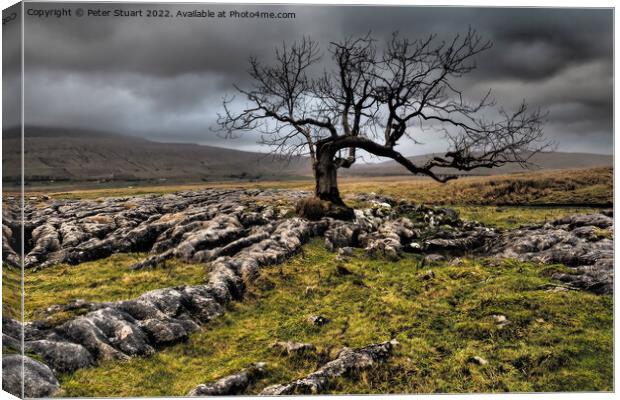 Lone tree above Sleights Pasture near to Ribblehead Viaduct in t Canvas Print by Peter Stuart