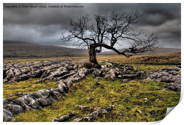 Lone tree above Sleights Pasture near to Ribblehead Viaduct in t Print by Peter Stuart