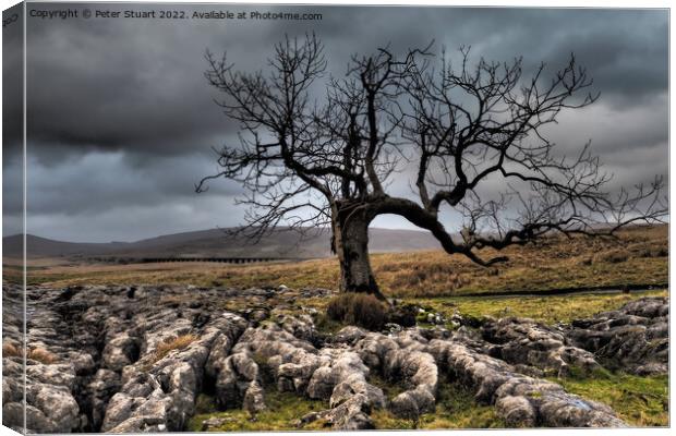 Lone tree above Sleights Pasture near to Ribblehead Viaduct in t Canvas Print by Peter Stuart