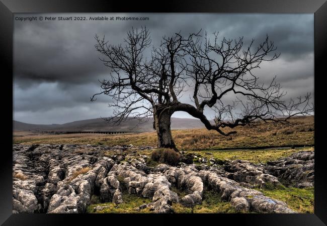 Lone tree above Sleights Pasture near to Ribblehead Viaduct in t Framed Print by Peter Stuart