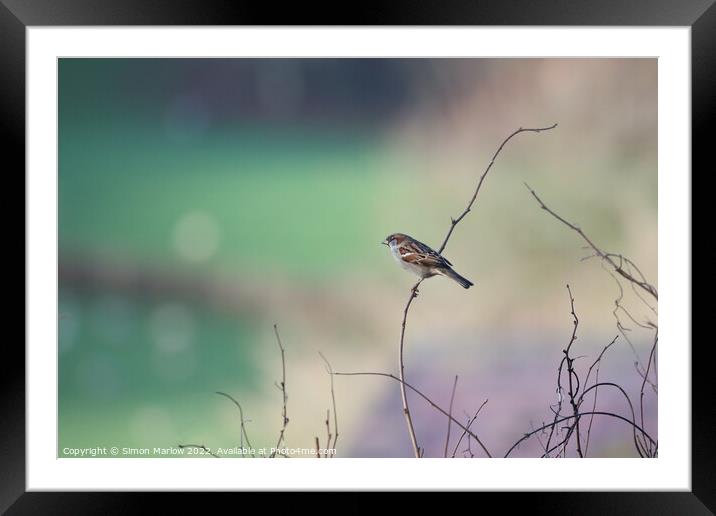 Lonely Beauty Framed Mounted Print by Simon Marlow