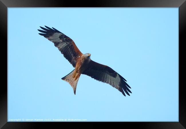 Red Kite Framed Print by Simon Marlow