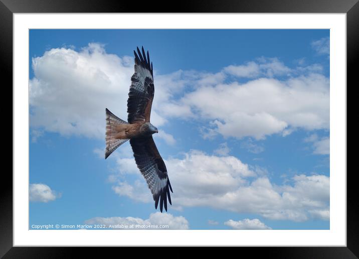 Graceful Red Kite Takes Flight Framed Mounted Print by Simon Marlow