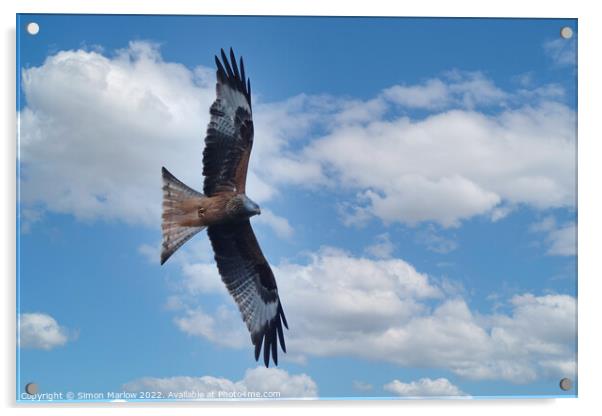 Graceful Red Kite Takes Flight Acrylic by Simon Marlow