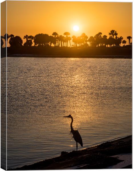 Blue Heron in the sunset  Canvas Print by Gail Johnson
