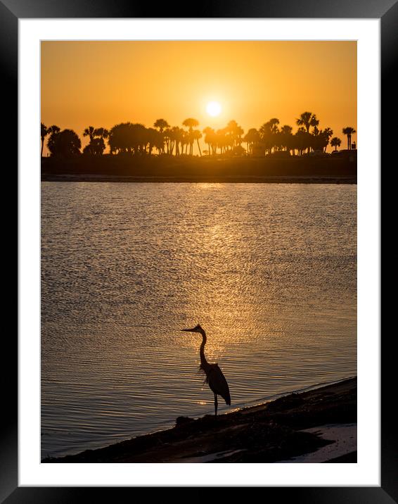 Blue Heron in the sunset  Framed Mounted Print by Gail Johnson