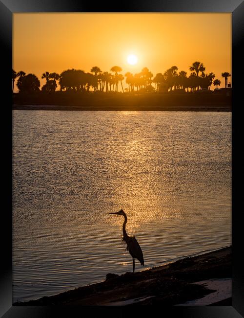 Blue Heron in the sunset  Framed Print by Gail Johnson