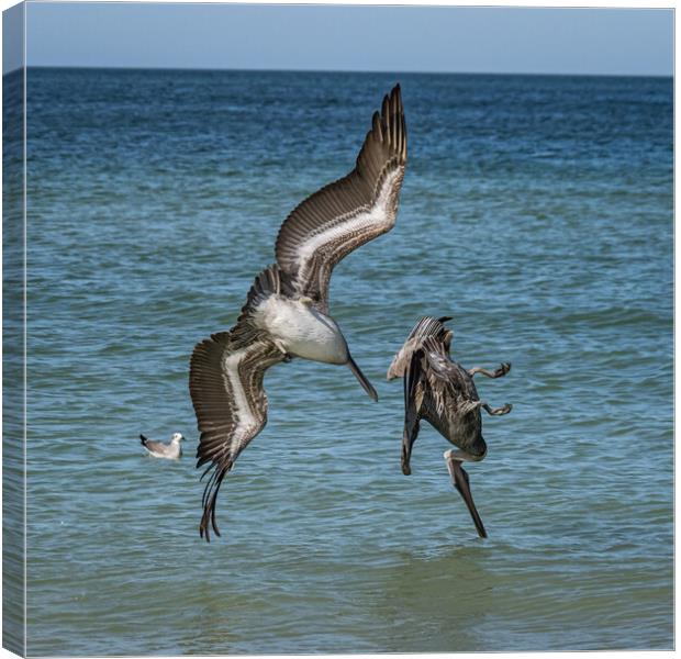 pelicans diving  Canvas Print by Gail Johnson