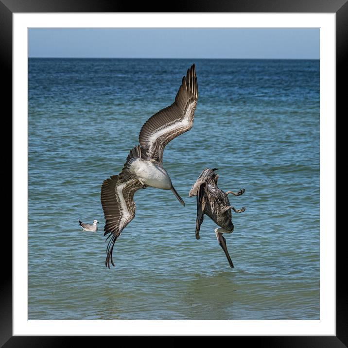pelicans diving  Framed Mounted Print by Gail Johnson