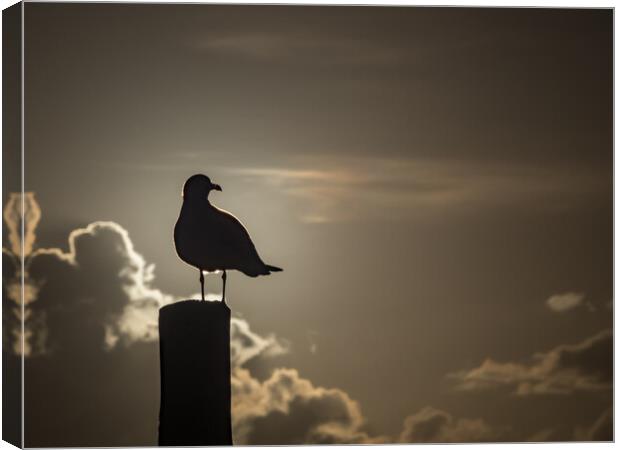 Seagull in the sunset  Canvas Print by Gail Johnson