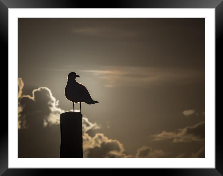 Seagull in the sunset  Framed Mounted Print by Gail Johnson