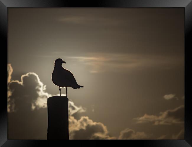 Seagull in the sunset  Framed Print by Gail Johnson