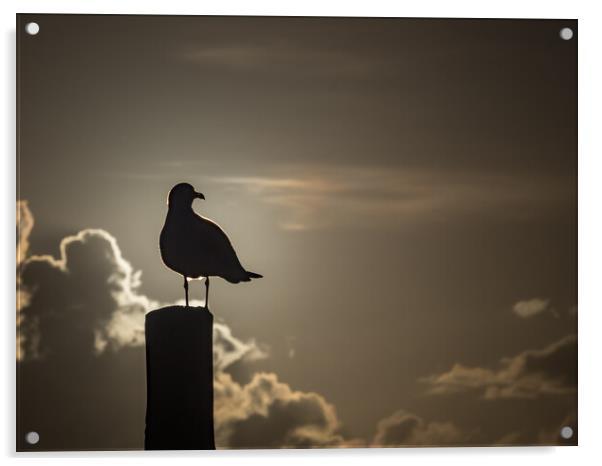 Seagull in the sunset  Acrylic by Gail Johnson