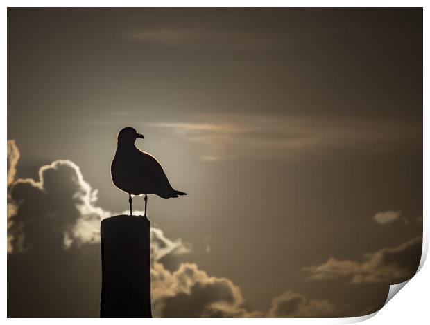 Seagull in the sunset  Print by Gail Johnson